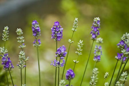 花, 熏衣草, 自然, 夏季, 紫色的小花, 草甸, 紫罗兰色