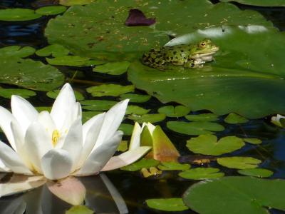 青蛙, 池塘, 水百合, 自然, 湖, 叶, 水