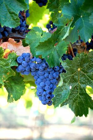 墨尔乐红葡萄酒, 葡萄, 葡萄酒, 水果, 收获, 群集, 葡萄