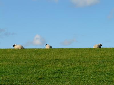 羊, 集团, 休息, 关注, 吃草, 羊毛, n 羊