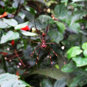 蜘蛛, web, 昆虫, 蛛形纲动物, 宏观