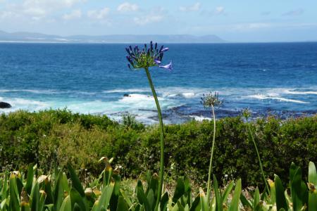 赫曼纽斯, 南非, 海洋, 自然, 海岸, 水, 假日