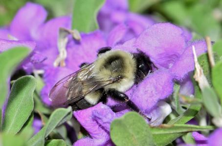 蜜蜂, 大黄蜂, 花, 紫色的花, 晴雨表布什, 昆虫, 昆虫