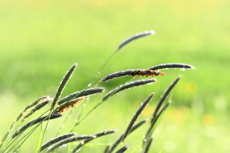 草, 草甸, 雨滴, 自然, 绿色, 草, 草的