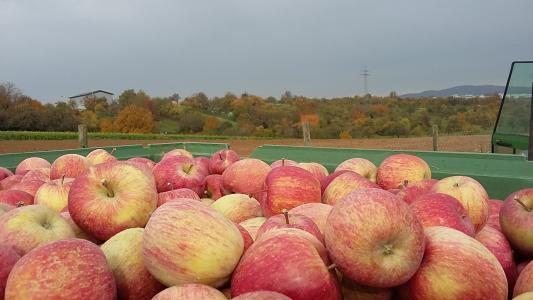 苹果, 水果, 水果, 收获的季节, 弗里施, 收获, 产量