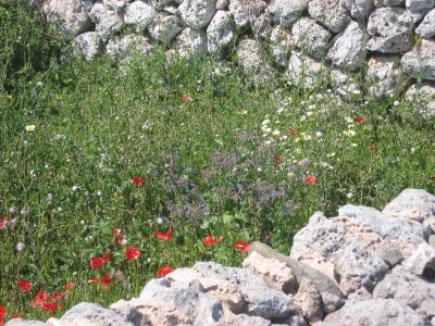 石头墙, 墙上, 石头, 罂粟, 草甸, 野花, 欧洲南部
