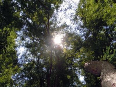 树梢, 树木, 回光, 希望的曙光, 太阳, 森林