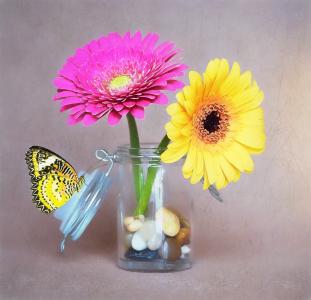 花, 非洲菊, 粉色, 黄色, 玻璃, 花瓶, 装饰石