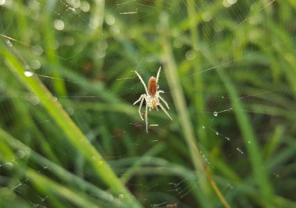 蜘蛛, 字段 orbweaver, web, 蜘蛛网, 蛛形纲动物, 露珠, 关闭