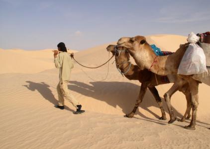 撒哈拉沙漠, 骆驼, 指南, 头巾, 沙丘, 沙子, 沙漠