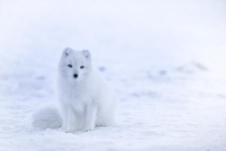 白色, 狐狸, 动物, 野生动物, 雪, 冬天, 寒冷的温度
