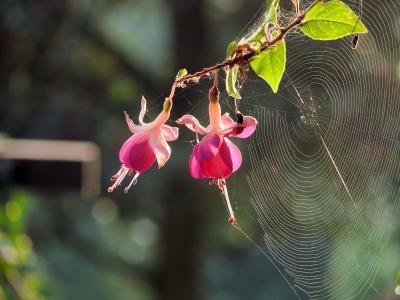 蜘蛛网, 花, 樱, 上升, web, 自然