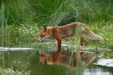 狐狸, 野生, 自然, 水, 镜子, 自然摄影, 野生动物