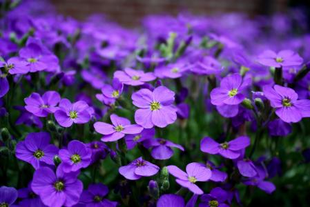 花, 紫色, 地面覆盖, 关闭, 紫色的小花, 花紫色, 开花