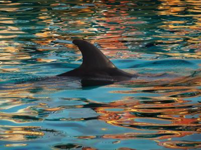 海豚, 减摇鳍, 自然, 蓝色, 水, 海, 动物