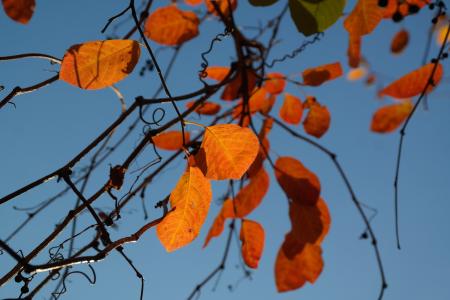叶子, 秋天, 橙色, 红色, 血红色的, 秋天的落叶, 普通岩梨