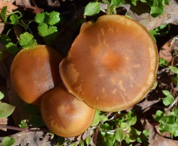 棕色花纹蘑菇, 真菌, 自然, 初春, 植物, 森林的地面, 真菌