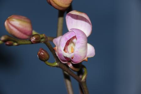 兰花, 花蕾, 紫色, 打开, 兰花温室, 兰科植物, 开花