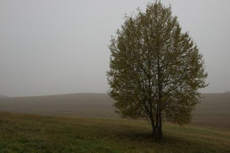 秋天, 树, 雾, 国家, 字段, 草甸, 严峻