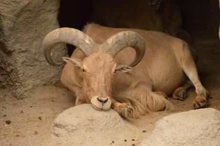 ibex, 山羊, 动物园, 休息