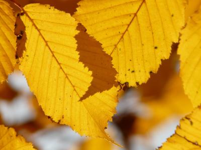 叶, 叶子, 秋天, 树, 枥 betulus, 白色山毛榉, 桦木温室