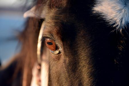 眼睛, 马, 肖像, 棕色, 骑, 温柔, 动物