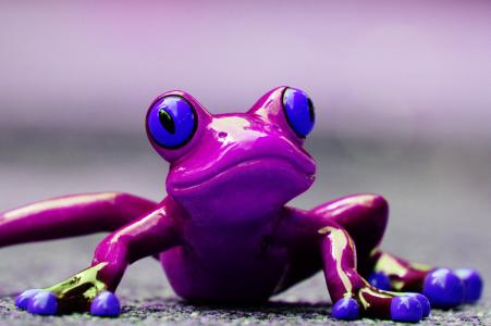 青蛙, 有趣, 图, 可爱, 动物, 乐趣, 紫色