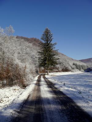 斯洛伐克, 树, 路径, 雪, 冬天, 国家, 自然