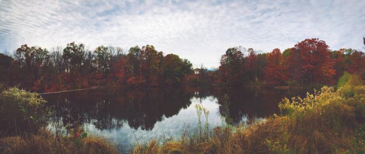 湖, 视图, 绘画, 红色, 树木, 秋天, 房子