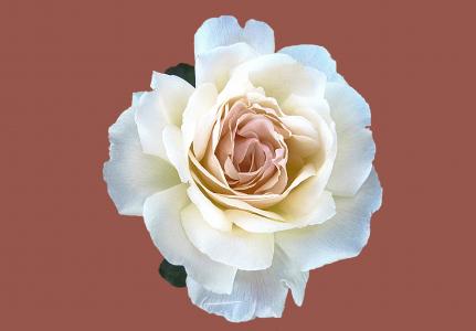 高贵玫瑰玛丽-露易斯 marjan, 玫瑰园幸, 玫瑰城幸, 玫瑰花园, 上升, 花, 玫瑰绽放
