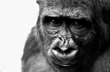 大猩猩, 猴子, 动物, 动物园, 毛茸茸, 杂食性, 野生动物摄影