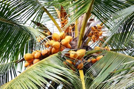 甜椰子, 橙色椰子, 椰子, 椰子树, 树, 天然饮品, mawanellla