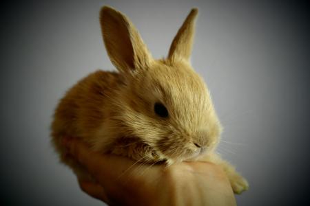 兔子, 小, 浅棕色, 脚耳, 举行, 信任, 兔-动物