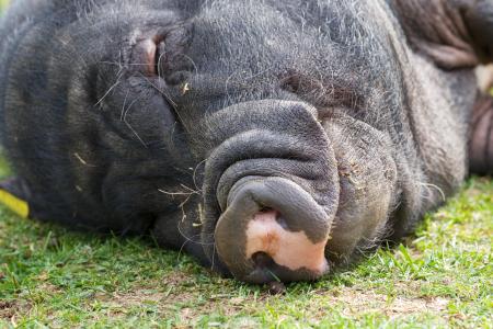 大肚猪, 猪, 睡眠, 动物, 农场, 厚厚, 打瞌睡
