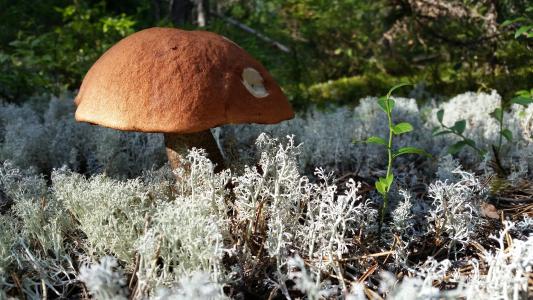 蘑菇, 森林, 自然