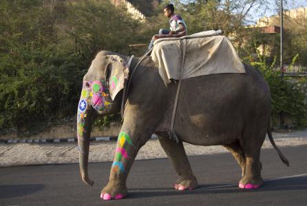 大象, 节日, 象, 印度教, 庆祝活动, 印度, gajanan