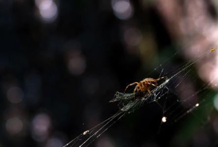 花园里的蜘蛛, 蛛丝 diadematus, 光反射, 蜘蛛网, 蜻蜓, 猎物, 昆虫