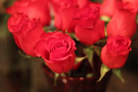 红玫瑰, 爱, 花香, 情人节, 自然, 玫瑰-花, 红色