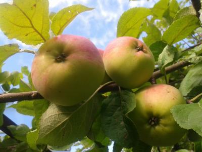 收获, 苹果, 树上苹果, 秋天, 花园, 自然