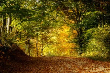 自然, 景观, 颜色, 公园, 森林, 树, 秋天