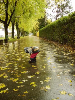雨, 11 月, 秋天, 自然, 10 月, 叶, 赛季
