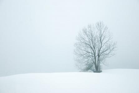 冬天, 雪, 树木, 白色, 自然, 圣诞节, 弗罗斯特