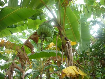 香蕉, 绿色, 植物, 叶, 水果, 热带, 香蕉灌木