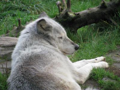 狼, 睡觉, 哺乳动物, 灰色, 白色, 灰色, 犬