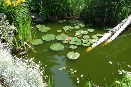 花园, 花园的池塘, 水百合, 池塘, 水, 台湾萍蓬草, 植物区系
