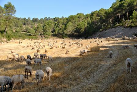羊, 山羊, 自然, 羊群, 农场, 动物, 农场动物