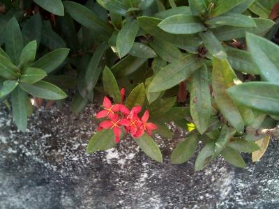 花, 花针, 红色的花朵, 布什, 树, 在墙上, 自然