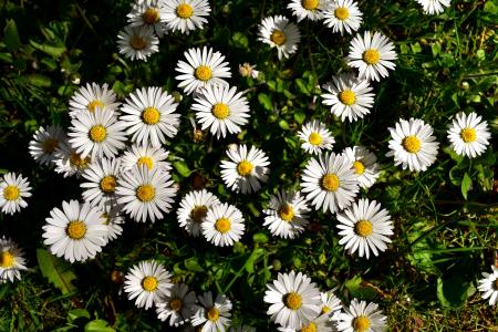 黛西, 草甸, 绽放, 花, 春天, 自然, 白色