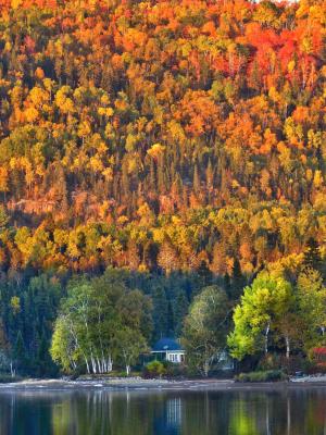 秋季景观, 自然, 秋天的落叶, 温暖的颜色, 叶子, 山, 木材