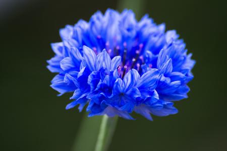 矢车菊, 蓝色的花, 宏观, 蓝色, 植物, 开花, 花